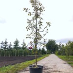 Appelboom Malus ‘Redlove’, Fruitgaardboom, Rode appel, ca. 2 m hoog