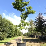 Magnolia Magnolia ‘Betty’, Solitair, Roze bloei, ca. 3 m hoog