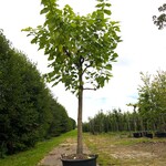 Trompetboom Catalpa bignonioides, ca. 5 m hoog