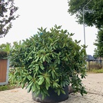 5x Rododendron Rhododendron ‘Roseum Elegans’, Sierheester, Roze bloei,
