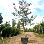 Sierappel Malus ‘Royalty’, Bloesemboom, Dieprode sierappels, ca. 3 m h