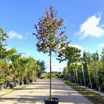 Sycoparrotia semidecidua Loofboom, Rode herfstkleur, ca. 3 m hoog