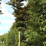 2x Rode beuk Fagus ‘Atropunicea’, Roodbladig, ca. 4 m hoog