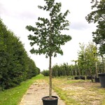 2x Amberboom Liquidambar styraciflua, Herfstverkleuring, ca. 5 m hoog