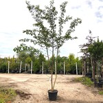 Yoshinokers Prunus yedoensis, Meerstammig, Witte bloesem, ca. 350 cm h