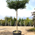 Japanse notenboom Ginkgo biloba, Dakboom, Gele herfstkleur, ca. 250 cm