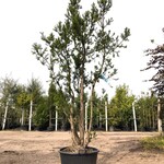 3x Venijnboom Taxus ‘Hicksii’, Meerstammig, Wintergroen, ca. 250 cm ho
