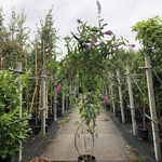 5x Vlinderstruik Buddleja d. ‘Border Beauty’, Sierheester, Roze/paarse