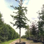 Beuk Fagus sylvatica, ca. 6 m hoog
