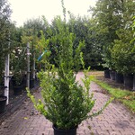 8x Japanse hulst Ilex ‘Green Hedge’, Haagplant, Wintergroen, ca. 125-1