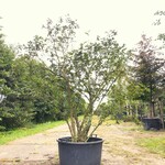 2x Sneeuwbal Viburnum carlcephalum, Meerstammig, Witte bloei, ca. 200