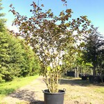 Japanse sneeuwbal Viburnum ‘Grandiflorum’, Meerstammig, Witte bloei, c