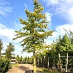 Beuk Fagus sylvatica, ca. 7 m hoog