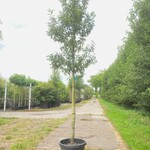 4x Portugese laurier Prunus ‘Angustifolia’, Leigeschikt, Wintergroen,