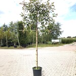 4x Glansmispel Photinia ‘Red Robin’, Leiboom, Wintergroen, ca. 150 cm