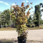 2x Rode hazelaar Corylus ‘Purpurea’, Sierheester, Roodbladig, ca. 225