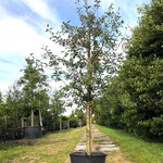 2x Sierappel Malus ‘Royalty’, Bloesemboom, Dieprode sierappels, ca. 3