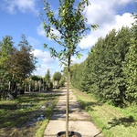 10x Laurierkers Prunus ‘Novita’, Leigeschikt, Wintergroen, ca. 4 m hoo