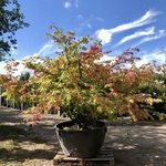 Kardinaalshoed Euonymus ‘Compactus’, Solitair, Rode herfstkleur, ca. 2