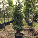 3x Portugese laurier Prunus ‘Angustifolia’, Haagplant, Wintergroen, ca