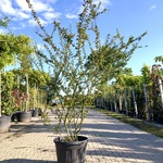 Dwergmispel Cotoneaster simonsii, Meerstammig, Roodoranje bessen, ca.