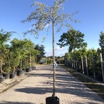 2x Treursierpeer Pyrus ‘Pendula’, Prieelboom, Grijsgroen blad, ca. 3 m