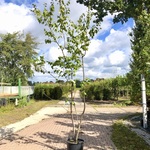 4x Japanse berk Betula maximowicziana, Meerstammig, ca. 250 cm hoog