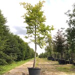 Beuk Fagus sylvatica, ca. 5 m hoog
