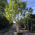 2x Magnolia Magnolia ‘Susan’, Meerstammig, Roze bloei, ca. 250 cm hoog