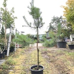 5x Grove den Pinus sylvestris, Naaldboom, Wintergroen, ca. 150 cm hoog