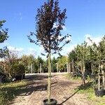 4x Kerspruim Prunus ‘Nigra’, Bloesemboom, Roodbladig, ca. 4 m hoog