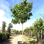 Amberboom Liquidambar styraciflua, Herfstverkleuring, ca. 4 m hoog