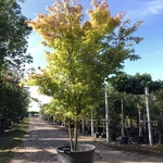 2x Japanse esdoorn Acer ‘Sangokaku’, Meerstammig, Geeloranje herfstkle