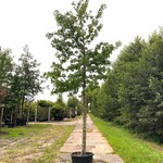 Amberboom Liquidambar styraciflua, Herfstverkleuring, ca. 5 m hoog