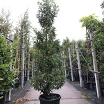 10x Portugese laurier Prunus ‘Angustifolia’, Haagplant, Wintergroen, c