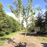 Japanse sierkers Prunus ‘Kanzan’, Meerstammig, Dieproze bloei, ca. 300