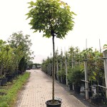 4x Trompetboom Catalpa ‘Nana’, Bolboom, ca. 220 cm stamhoogte