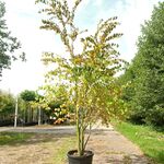 4x Hartjesboom Cercidiphyllum japonicum, Meerstammig, Roodgele herfstk