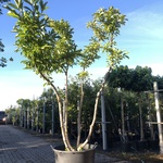 Magnolia Magnolia ‘Betty’, Meerstammig, Roze bloei, ca. 3 m hoog