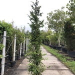 3x Reuzenlevensboom Thuja ‘Can-Can’, Haagplant, Wintergroen, ca. 250 c