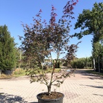 Japanse esdoorn Acer ‘Bloodgood’, Meerstammig, Rood blad, ca. 175 cm h