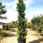 3x Conifeer Thuja ‘Brabant’, Haagplant, Wintergroen, ca. 250-300 cm ho