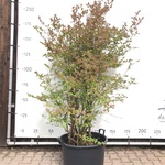 5x Blauwe bes Vaccinium ‘Bluecrop’, Fruitstruik, Vruchtdragend, ca. 20
