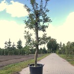 3x Appelboom Malus ‘Elstar’, Fruitgaardboom, Vruchtdragend, ca. 200 cm