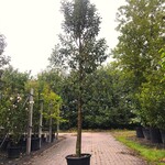 20x Portugese laurier Prunus ‘Angustifolia’, Leigeschikt, Wintergroen,