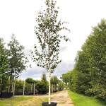 Himalayaberk Betula ‘Doorenbos’, Witte stam, ca. 4 m hoog