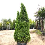 3x Koningsconifeer Thuja ‘Smaragd’, Solitair, Wintergroen, ca. 250 cm