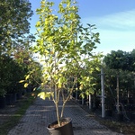 Beverboom Magnolia ‘Yellow River’, Meerstammig, Zachtgele bloei, ca. 2