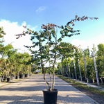 Perzisch ijzerhout Parrotia persica, Meerstammig, Rode herfstkleur, ca