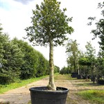 Hulst Ilex aquifolium, Solitair, Wintergroen, ca. 4 m hoog